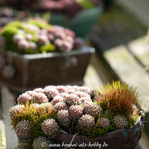 Sempervivum und Moos