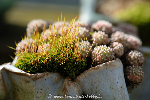 Moos im Sempervivum