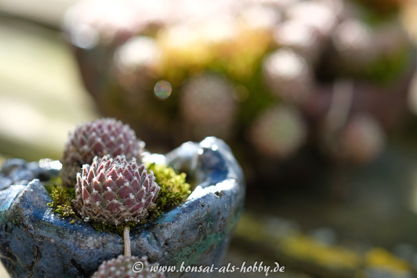 Rosette eines Hauswurz