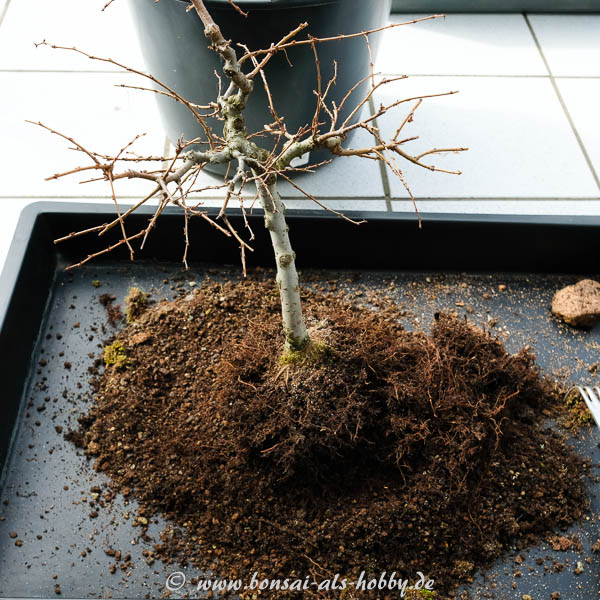 Zelkova serrata ausgetopft