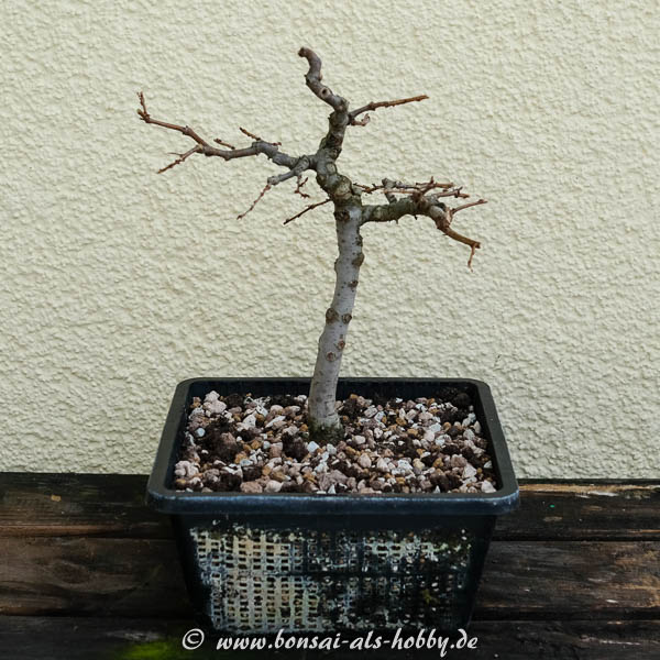 Zelkova serrata frisch eingetopft