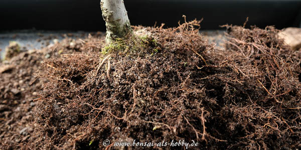 Wurzelballen Zelkova serrata