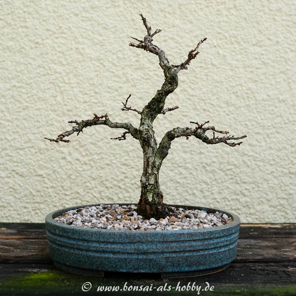 Korkrindenulme (Zelkova nire) 2017