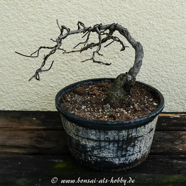 Orientalische Hainbuche (Carpinus orientalis)