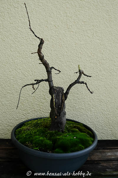 Hainbuche mit Totholz