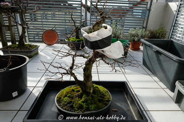 Hainbuche mit Abmoosversuch