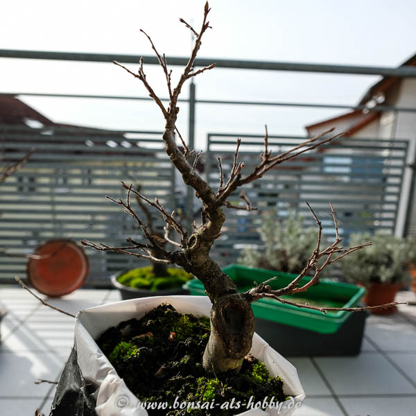 Kleine Hainbuche - Abmoosversuch