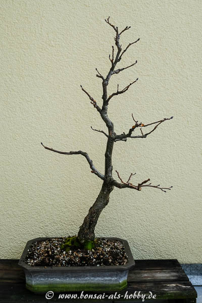 Schwarzerle (Alnus glutinosa) nach Rückschnitt und Wurzelschnitt