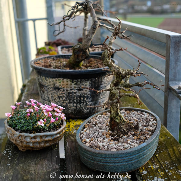 Bonsai und Saxifraga auf dem Balkon