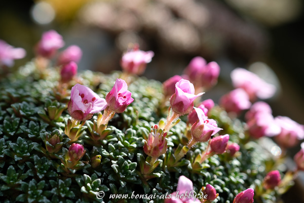 Nahaufnahme Saxifraga "Sissi"