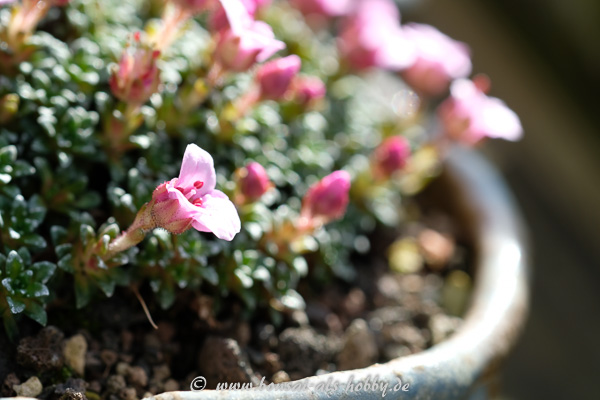 Blüte vom Saxifraga "Sissi"