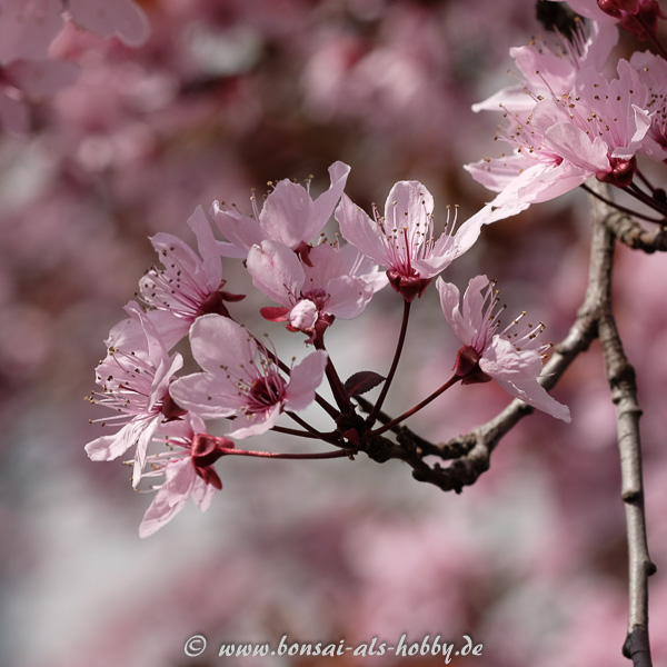 Blüte Blutpflaume (Prunus cerasifera)