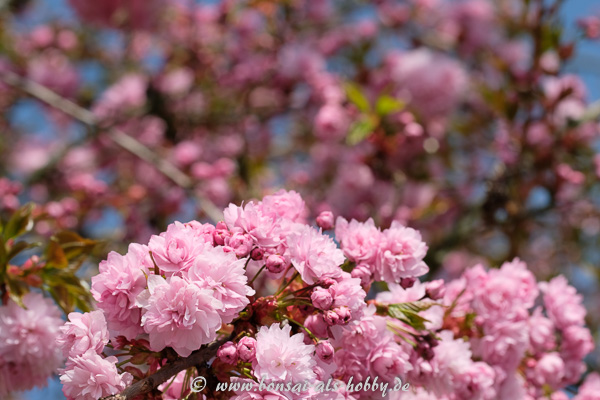 Rosa Blüten