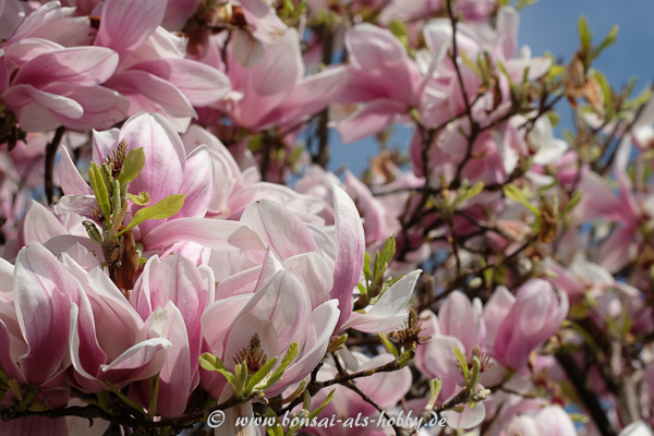 Magnolienblüten