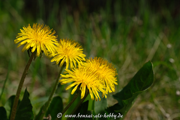 Löwenzahn mit gelbe Blüten