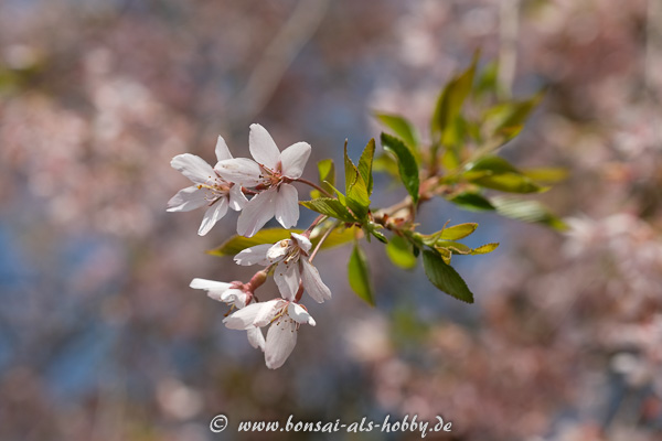 Frühling