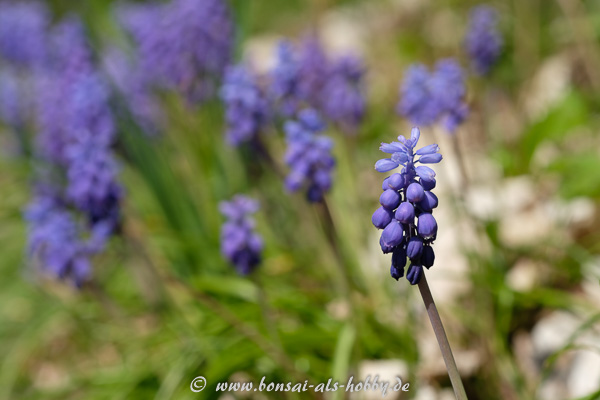 Blühende Traubenhyazinthe