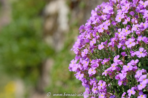 Blaukissen mit Blüten