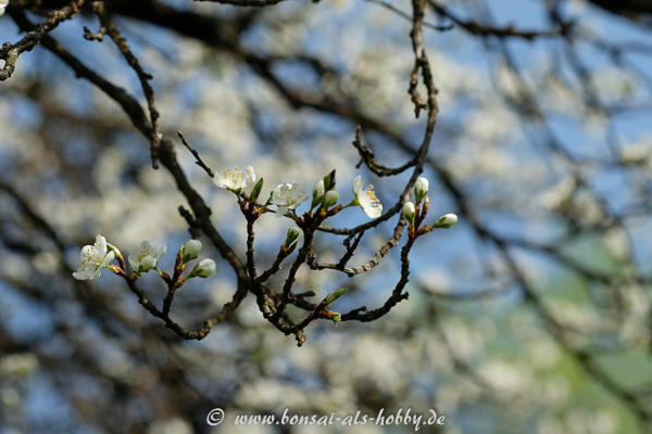 Weiße Blüten am alten Obstbaum