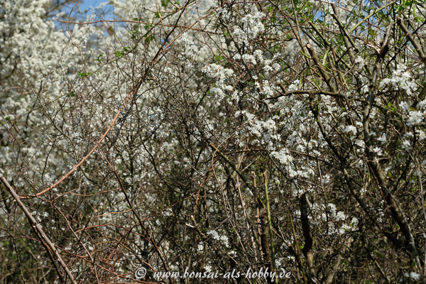 Schlehen (Prunus spinosa) mit weißen Blüten