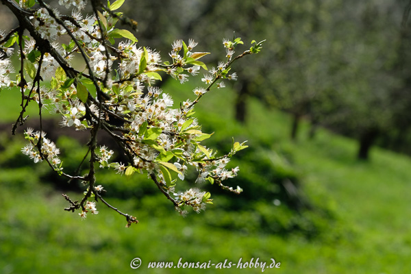 Weiße Blüten im Frühling