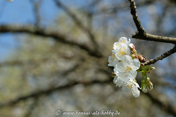 Apfelblüten