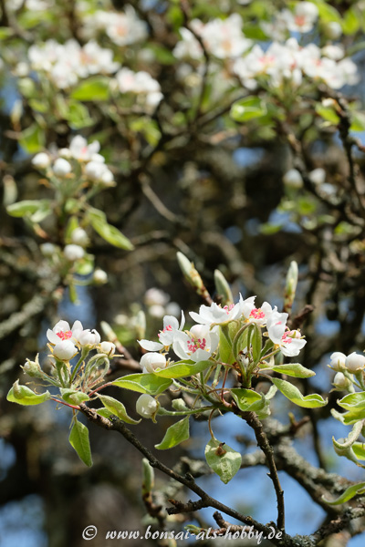 Obstbaum-Blüten