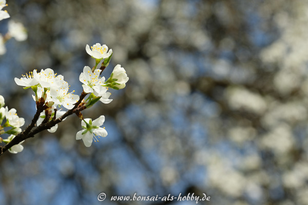Weiße Blüten am Obstbaum