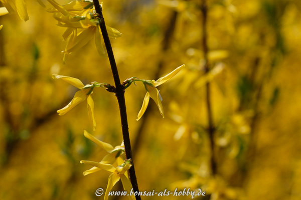 Gelbe Blüten einer Forsythie
