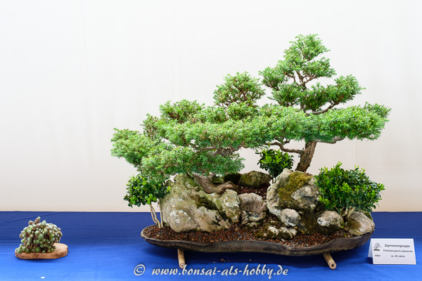 Chamaecyparis squarrosa als Bonsai