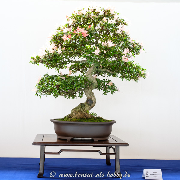 Rhododendron indicum Bonsai mit Blüten