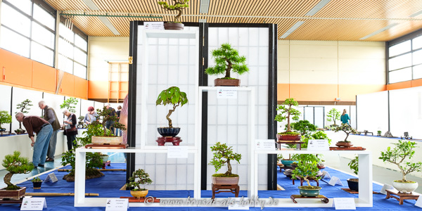 Shohin-Bonsai in Aichtal