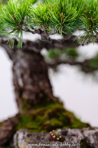 Nadeln an einer Pinus parviflora