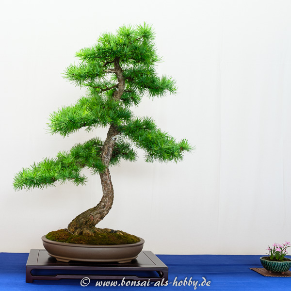 Larix decidua - Lärche