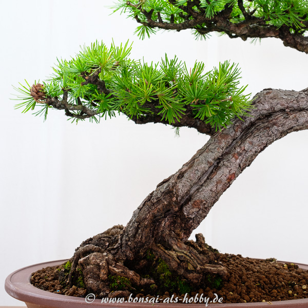 Nadeln und Zapfen einer Larix decidua