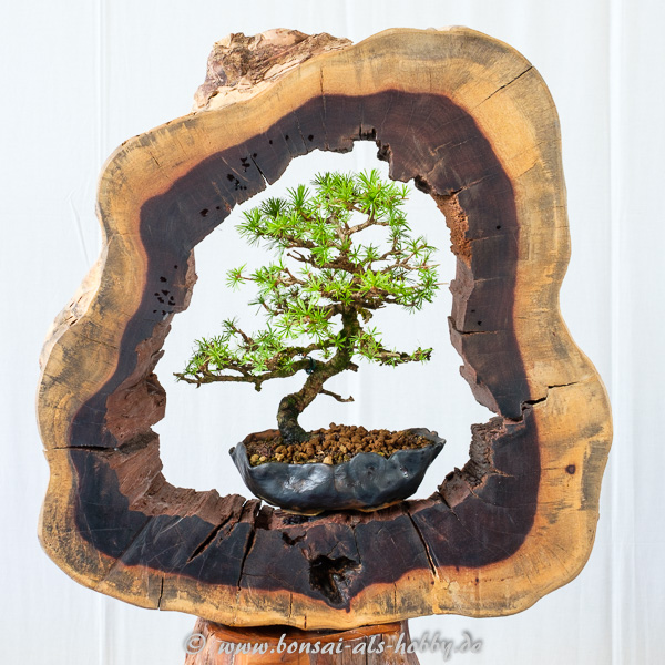 Kleine Shohin Larix decidua - Lärche