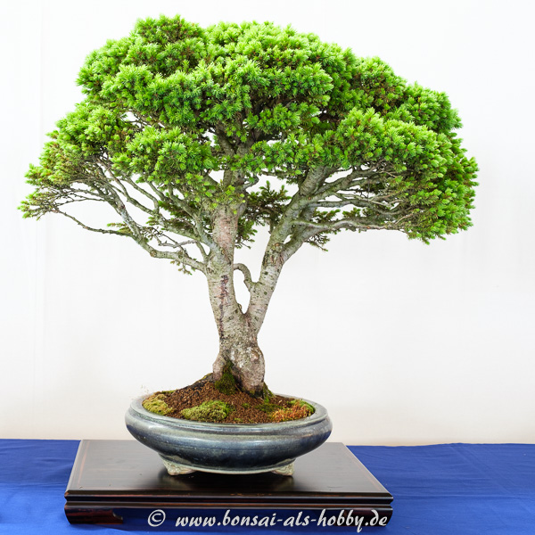 Noch eine Fichte als Bonsai-Baum
