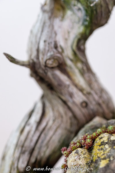Hauswurz am Igel-Wacholder - Juniperus rigida