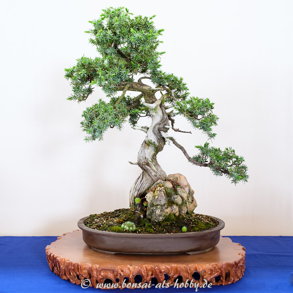 Igel-Wacholder - Juniperus rigida Bonsai