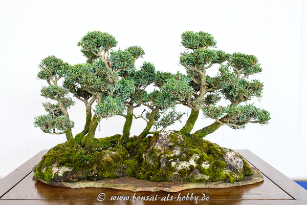 Chinesischer Wacholder - Juniperus chinensis als Waldgestaltung