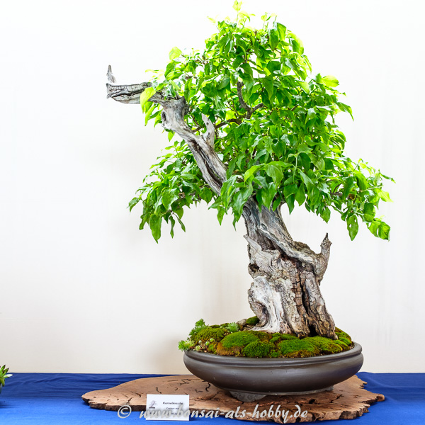 Kornelkirsche - Cornus mas mit Totholz als Bonsai