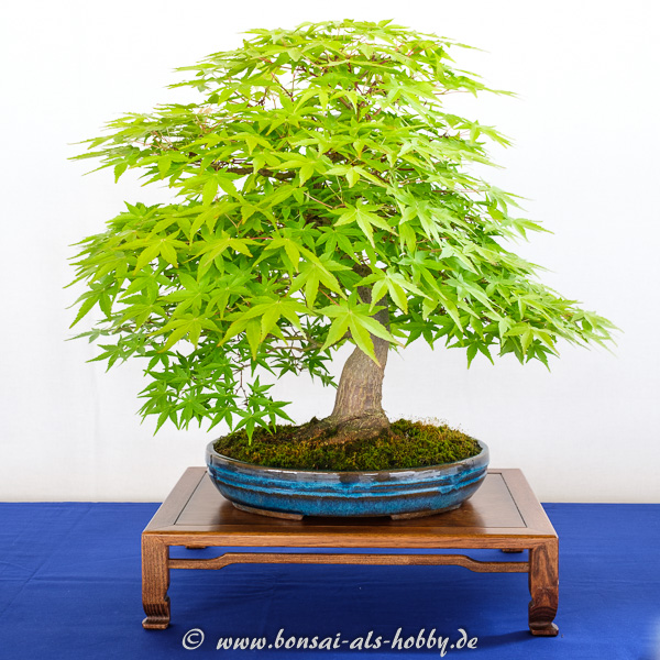 Fächerahorn - Acer palmatum Kadsura als Bonsai