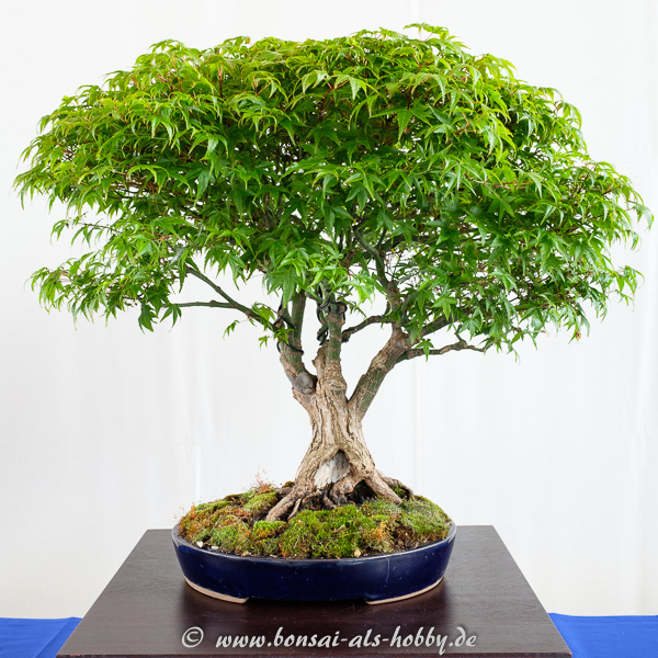Fächerahorn - Acer palmatum Kiyohime als Bonsai