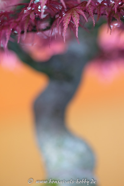Nahaufnahme Laub eines Acer palmatum Seigen