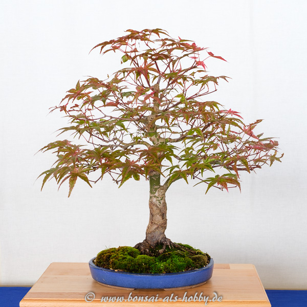Fächerahorn - Acer palmatum Deshojo