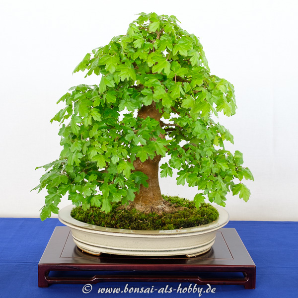 Feldahorn - Acer campestre als Bonsai