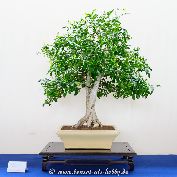 Orangenjasmin - Murraya als Bonsai-Baum