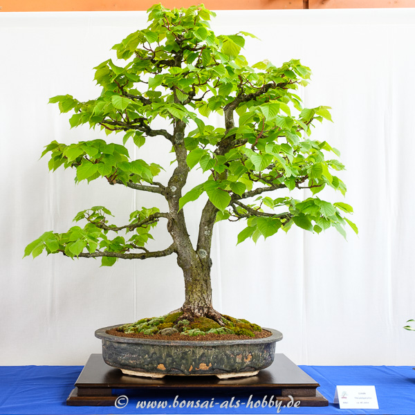 Sommer-Linde - Tilia platyphyllos als größerer Bonsai