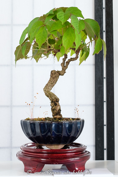 aicWilder Wein - Partenocissus als Shohin-Bonsai