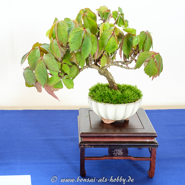 Wilder Wein - Partenocissus als kleiner Bonsai